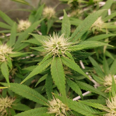 Weezy growlog timeline photo