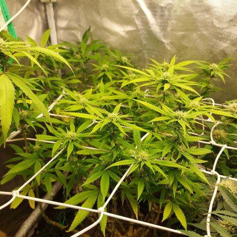 Weezy growlog timeline photo