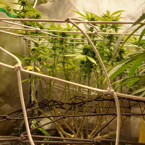 Weezy growlog timeline photo