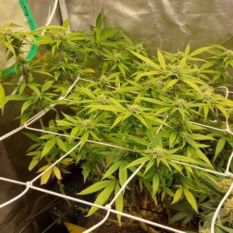 Weezy growlog timeline photo