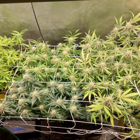 Weezy growlog timeline photo