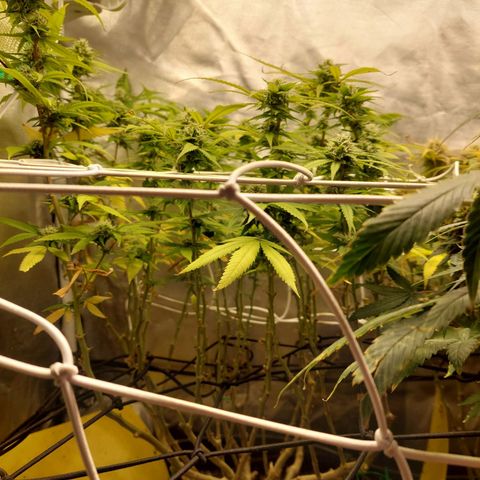 Weezy growlog timeline photo