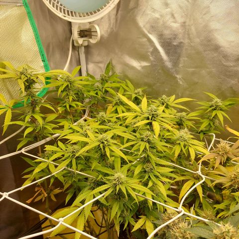 Weezy growlog timeline photo