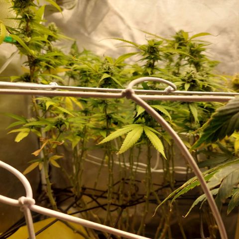Weezy growlog timeline photo