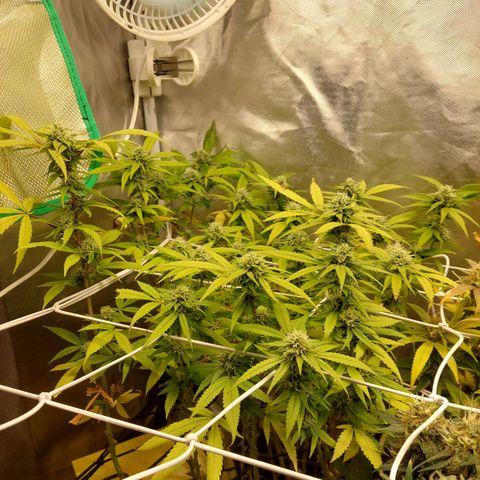 Weezy growlog timeline photo