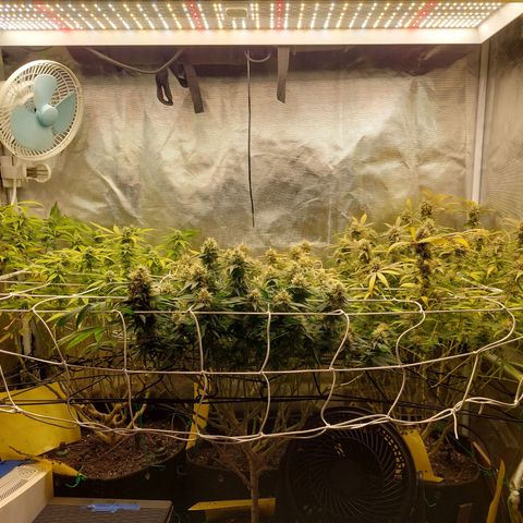 Weezy growlog timeline photo