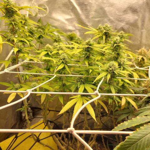 Weezy growlog timeline photo