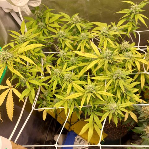 Weezy growlog timeline photo