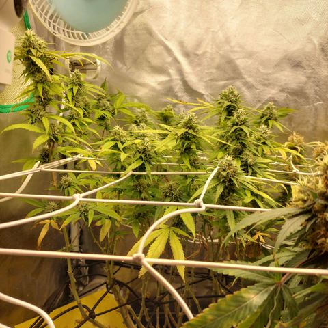Weezy growlog timeline photo