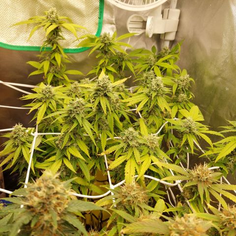 Weezy growlog timeline photo