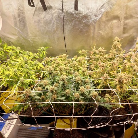 Weezy growlog timeline photo