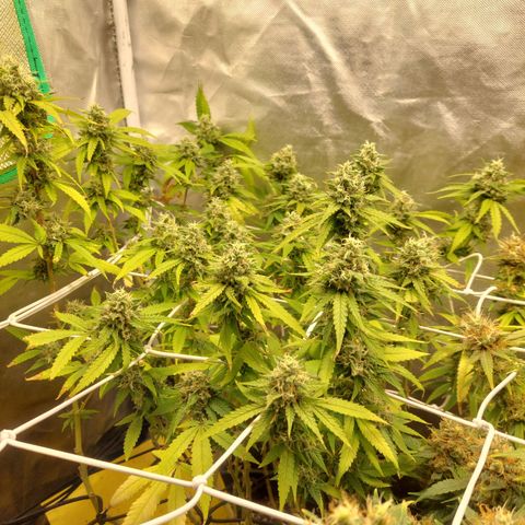 Weezy growlog timeline photo