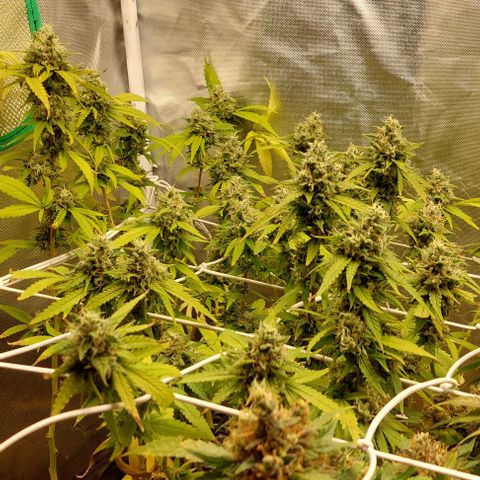 Weezy growlog timeline photo