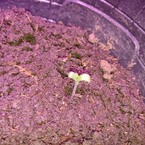 Lemon AK. Chiqui growlog timeline photo