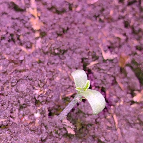 Lemon AK. Chiqui growlog timeline photo