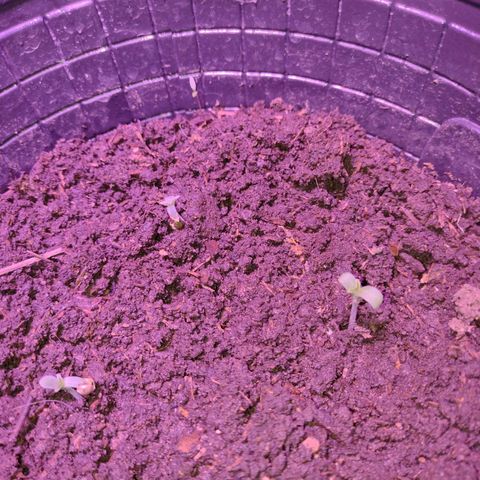 Lemon AK. Chiqui growlog timeline photo
