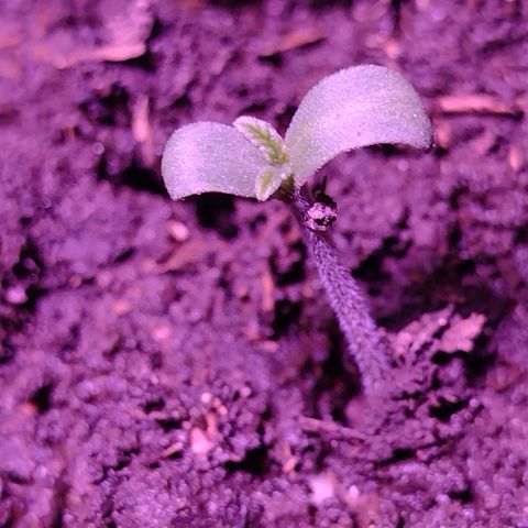 Lemon AK. Chiqui growlog timeline photo