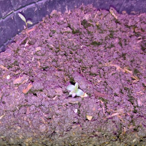 Lemon AK. Chiqui growlog timeline photo