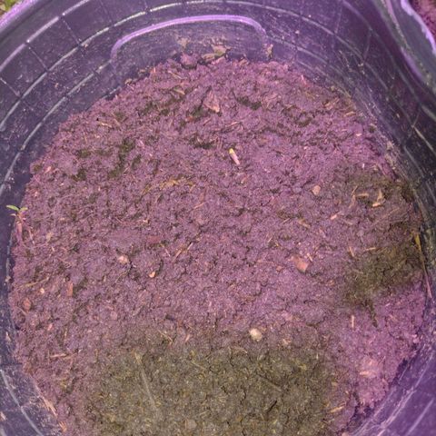 Lemon AK. Chiqui growlog timeline photo