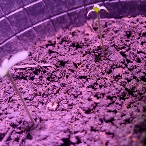 Lemon AK. Chiqui growlog timeline photo