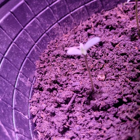 Lemon AK. Chiqui growlog timeline photo