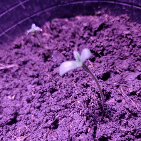 Lemon AK. Chiqui growlog timeline photo