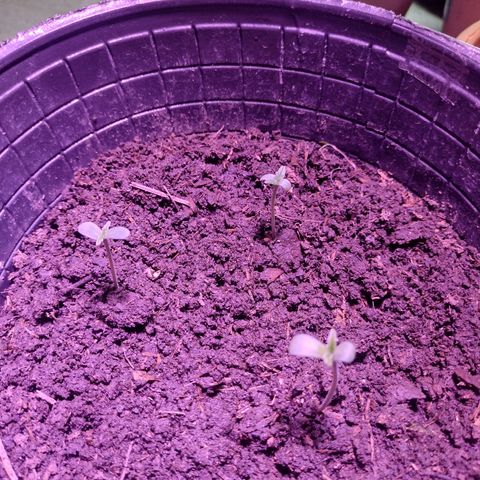 Lemon AK. Chiqui growlog timeline photo