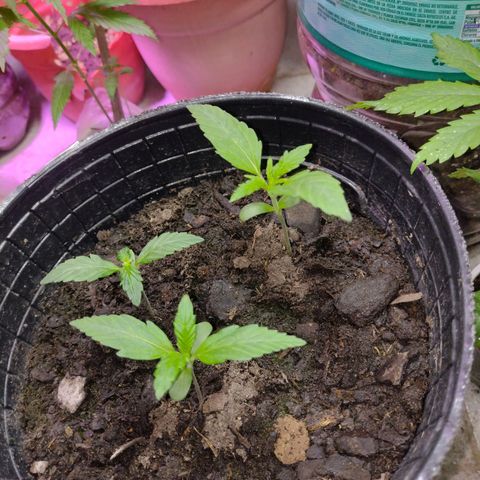 Lemon AK. Chiqui growlog photo: Riego ferti