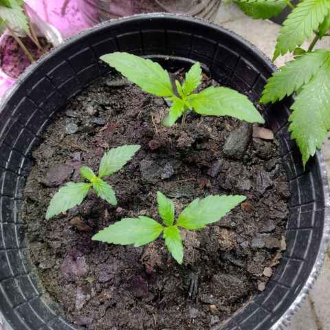 Lemon AK. Chiqui growlog photo: Riego ferti