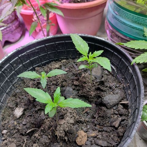 Lemon AK. Chiqui growlog photo: Riego ferti