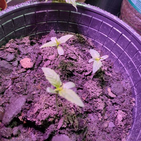 Lemon AK. Chiqui growlog timeline photo