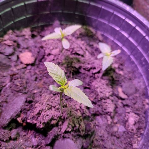 Lemon AK. Chiqui growlog timeline photo