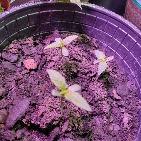 Lemon AK. Chiqui growlog timeline photo