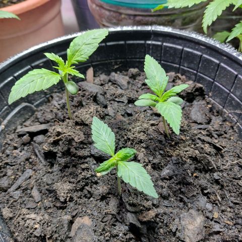 Lemon AK. Chiqui growlog timeline photo