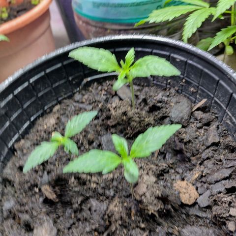 Lemon AK. Chiqui growlog timeline photo
