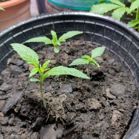Lemon AK. Chiqui growlog timeline photo