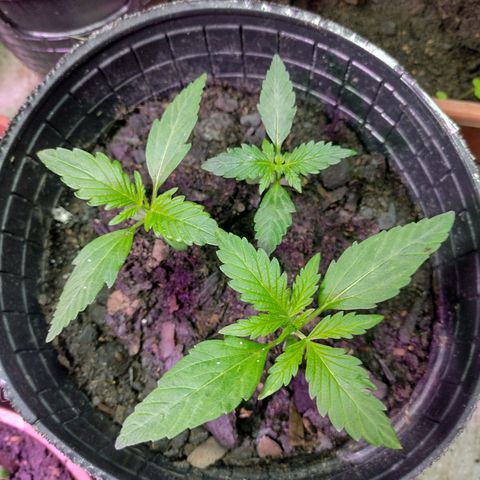 Lemon AK. Chiqui growlog timeline photo