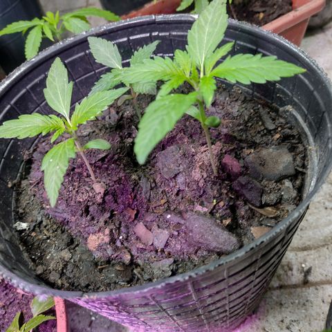 Lemon AK. Chiqui growlog timeline photo