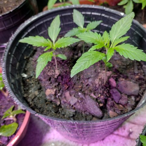 Lemon AK. Chiqui growlog timeline photo