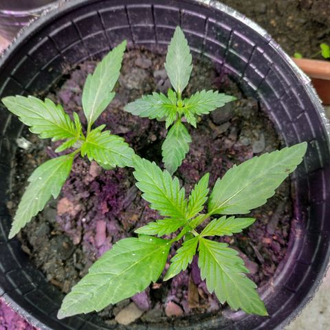 Lemon AK. Chiqui growlog timeline photo