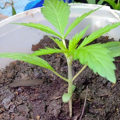 Lemon AK. Chiqui growlog timeline photo