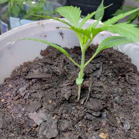 Lemon AK. Chiqui growlog timeline photo