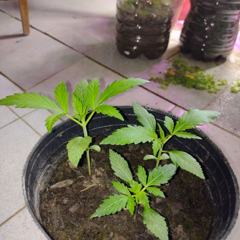 Lemon AK. Chiqui growlog timeline photo