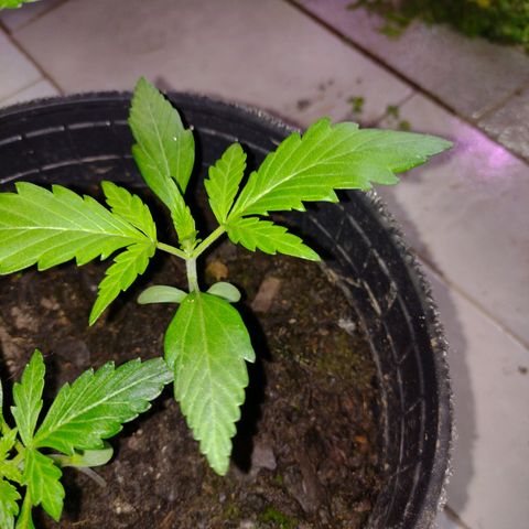 Lemon AK. Chiqui growlog timeline photo