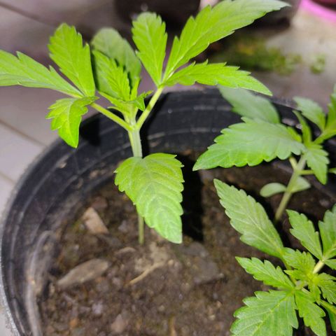 Lemon AK. Chiqui growlog timeline photo
