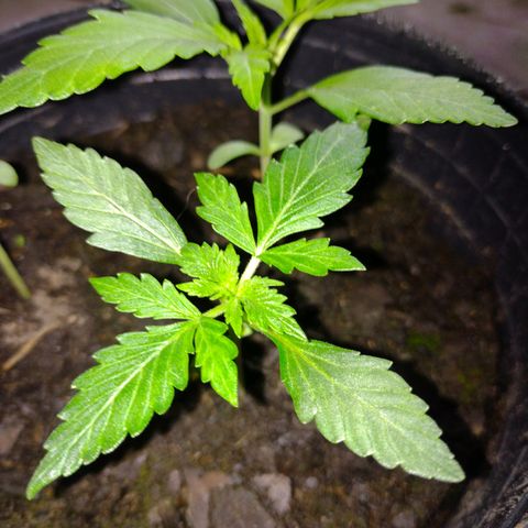 Lemon AK. Chiqui growlog timeline photo
