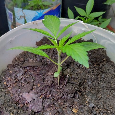 Lemon AK. Chiqui growlog timeline photo