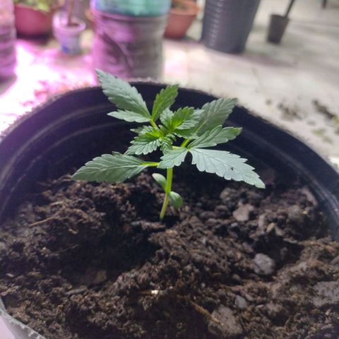 Lemon AK. Chiqui growlog timeline photo