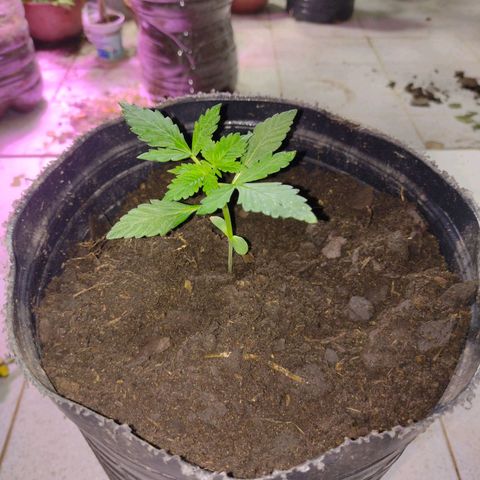 Lemon AK. Chiqui growlog timeline photo