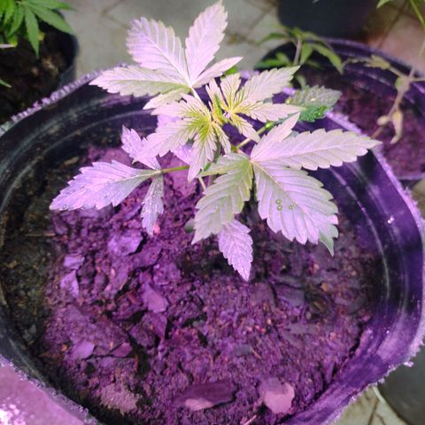 Lemon AK. Chiqui growlog timeline photo